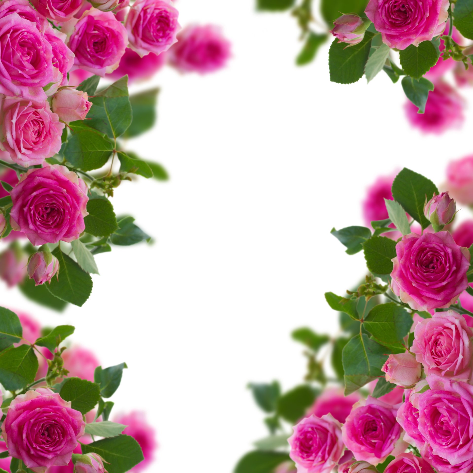 brotes rosas flores floración brotes floración