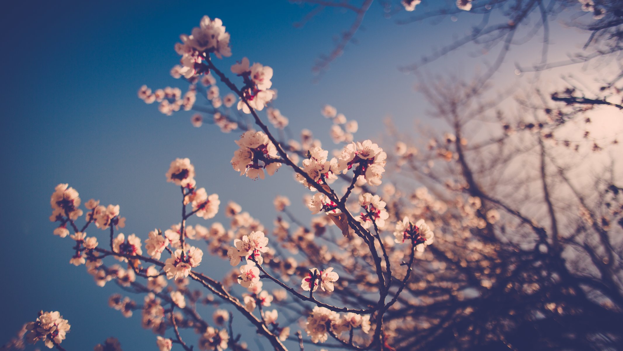 fiori rami steli boccioli bokeh