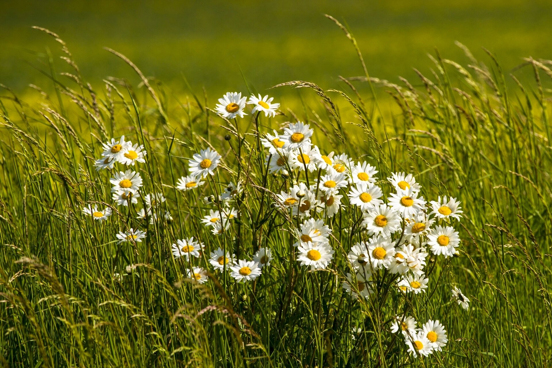 camomille herbe prairie