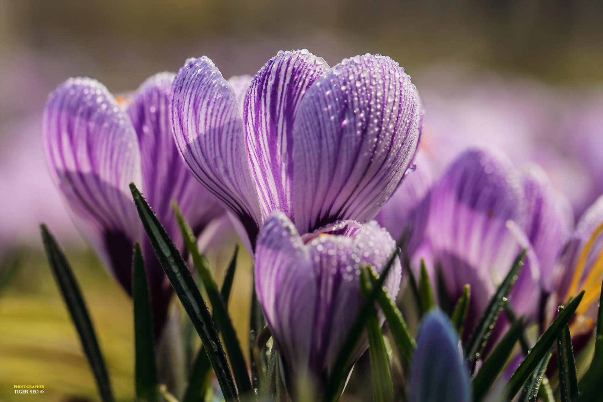 krokusy wiosna makro kwiaty rosa krople