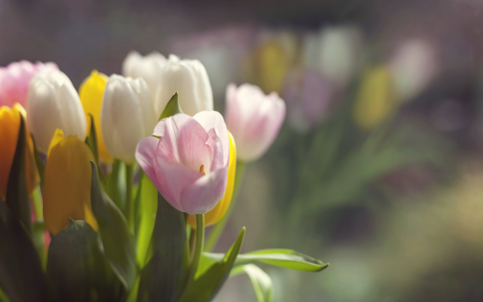 fleurs tulipes printemps