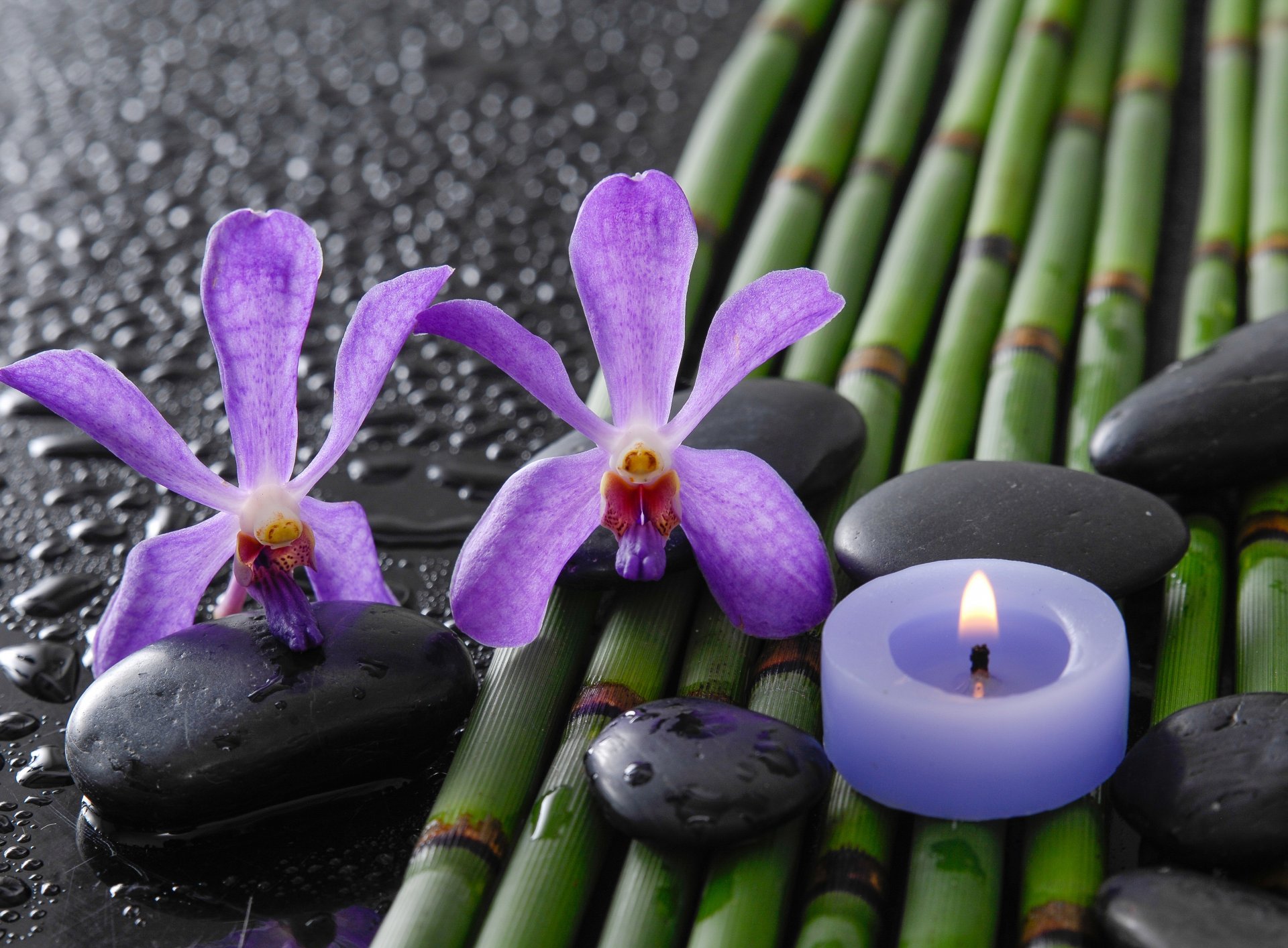 bambù gocce pietre termali fiori orchidee