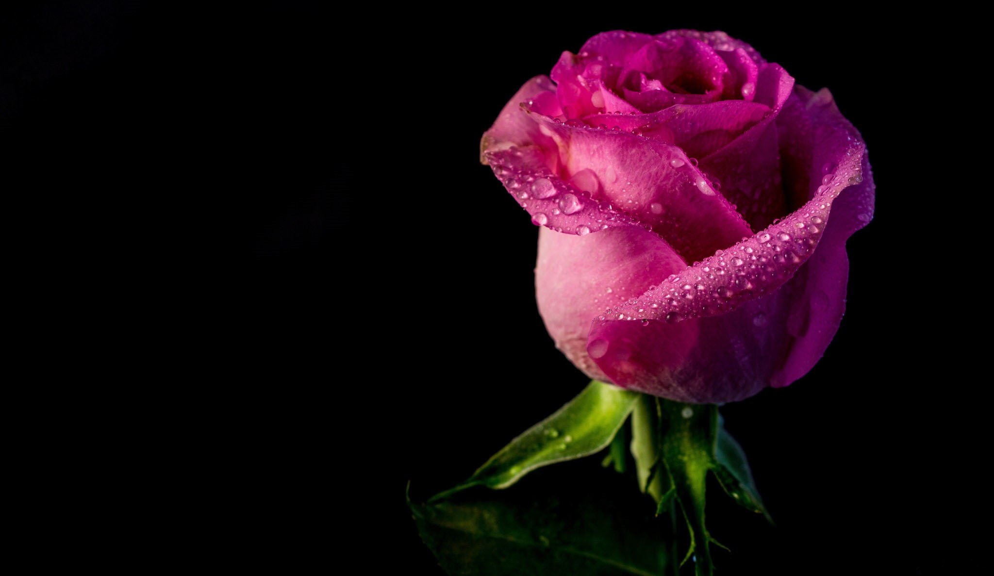 rose bud petals drops water
