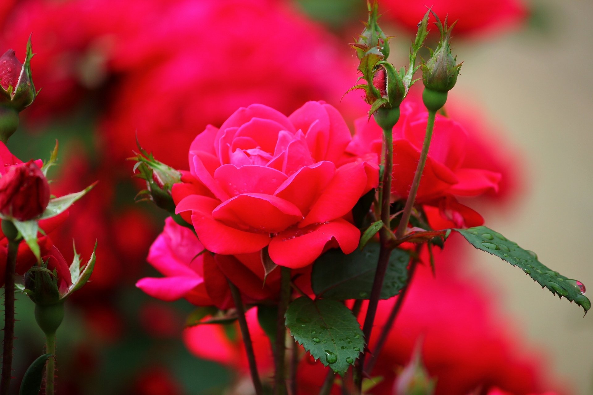 roses buds drop