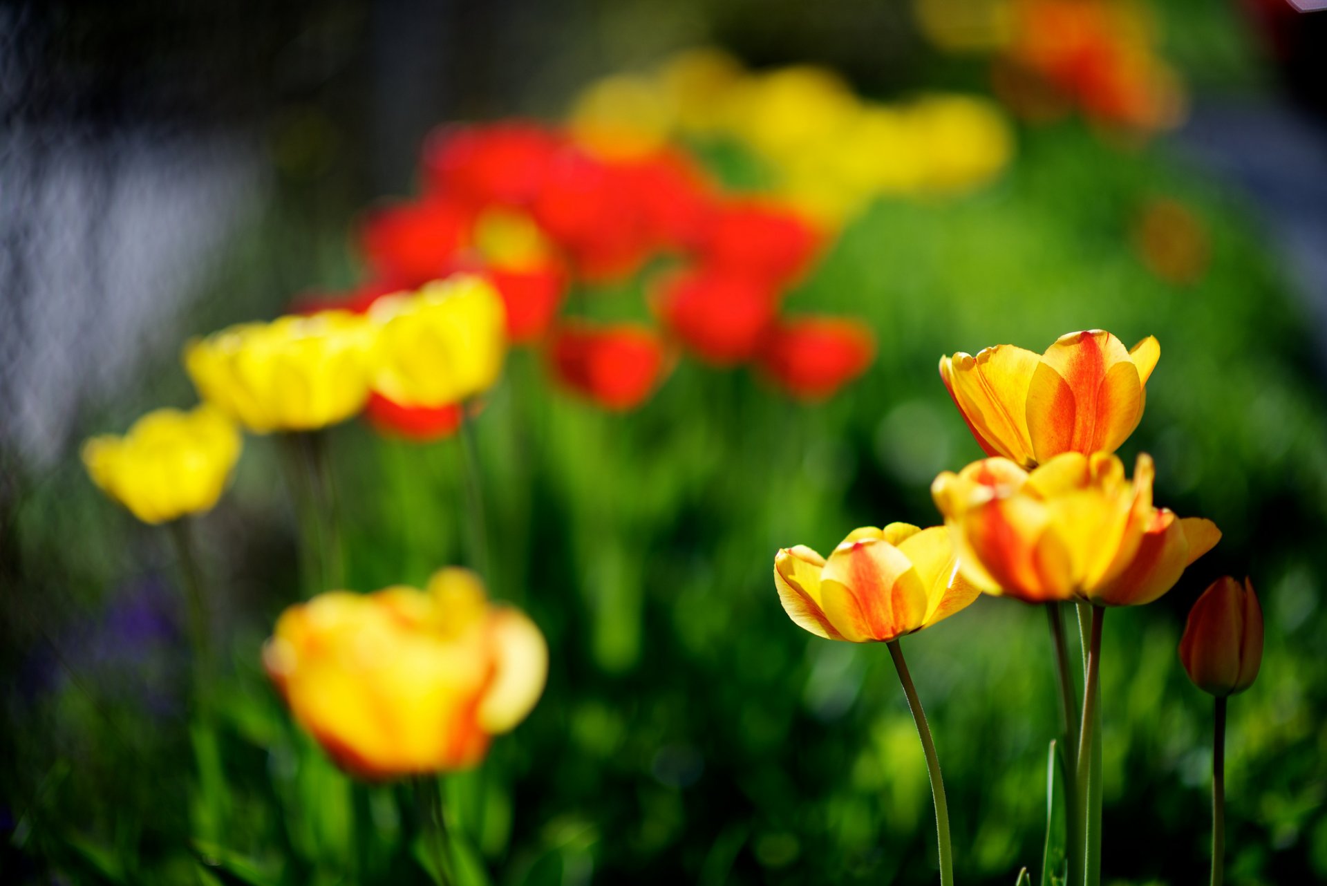 tulips yellow red spring nature