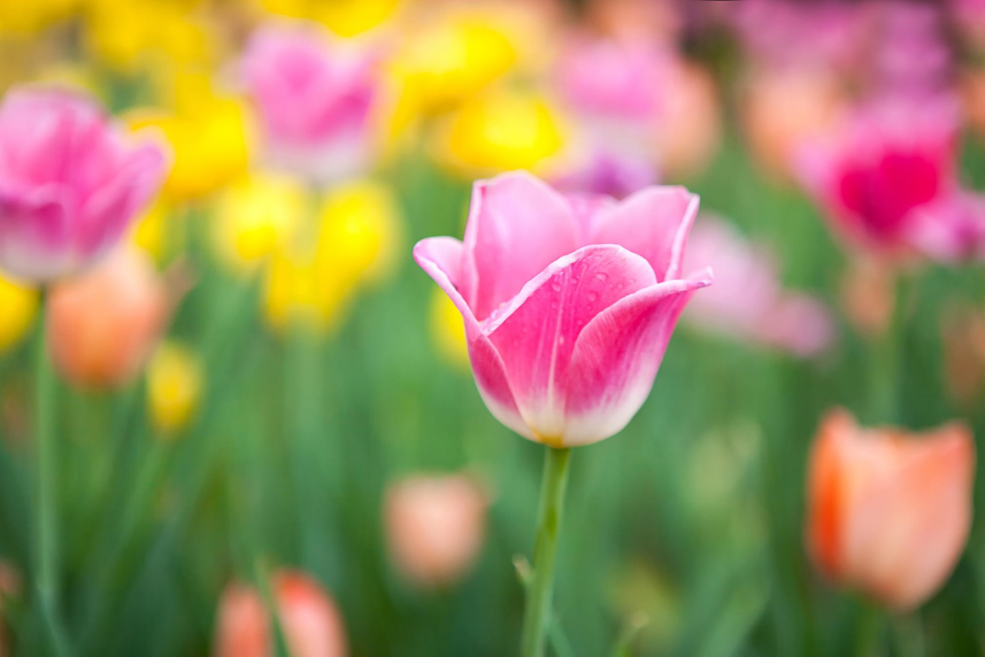 tulipani fiori rosa giallo sfocatura