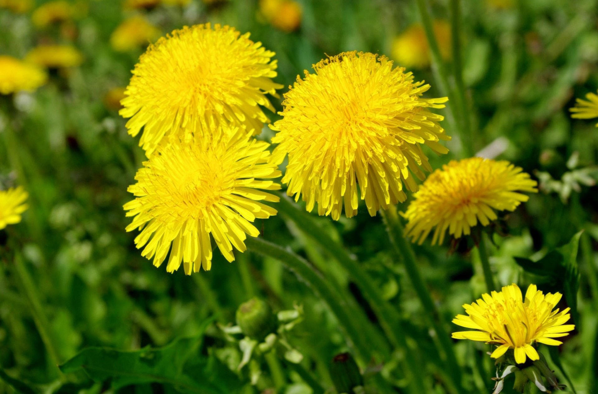 dandelions close up