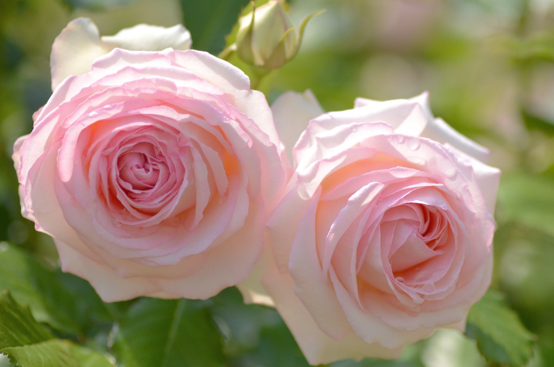 roses duet close up