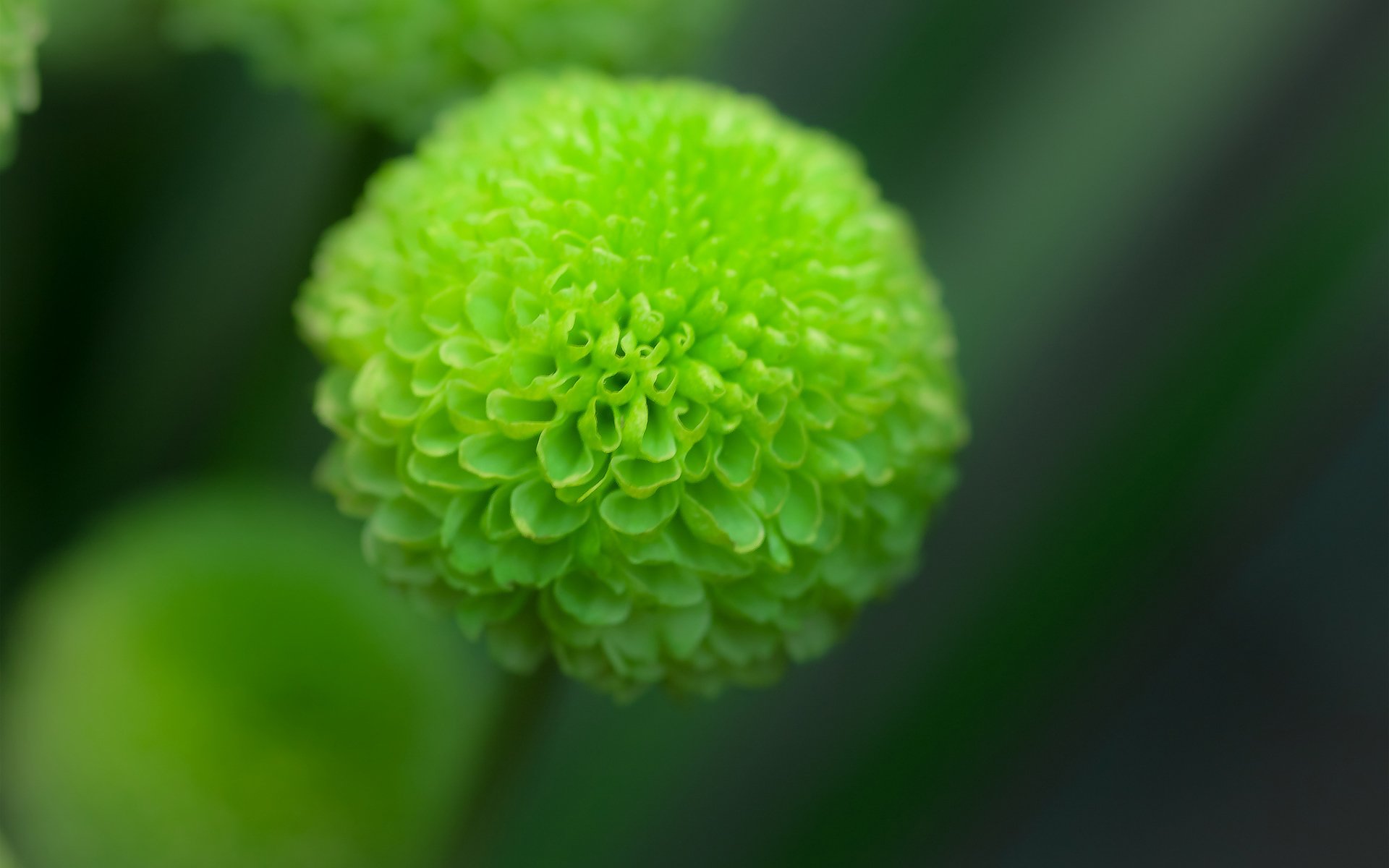 blume dahlien grün fokus