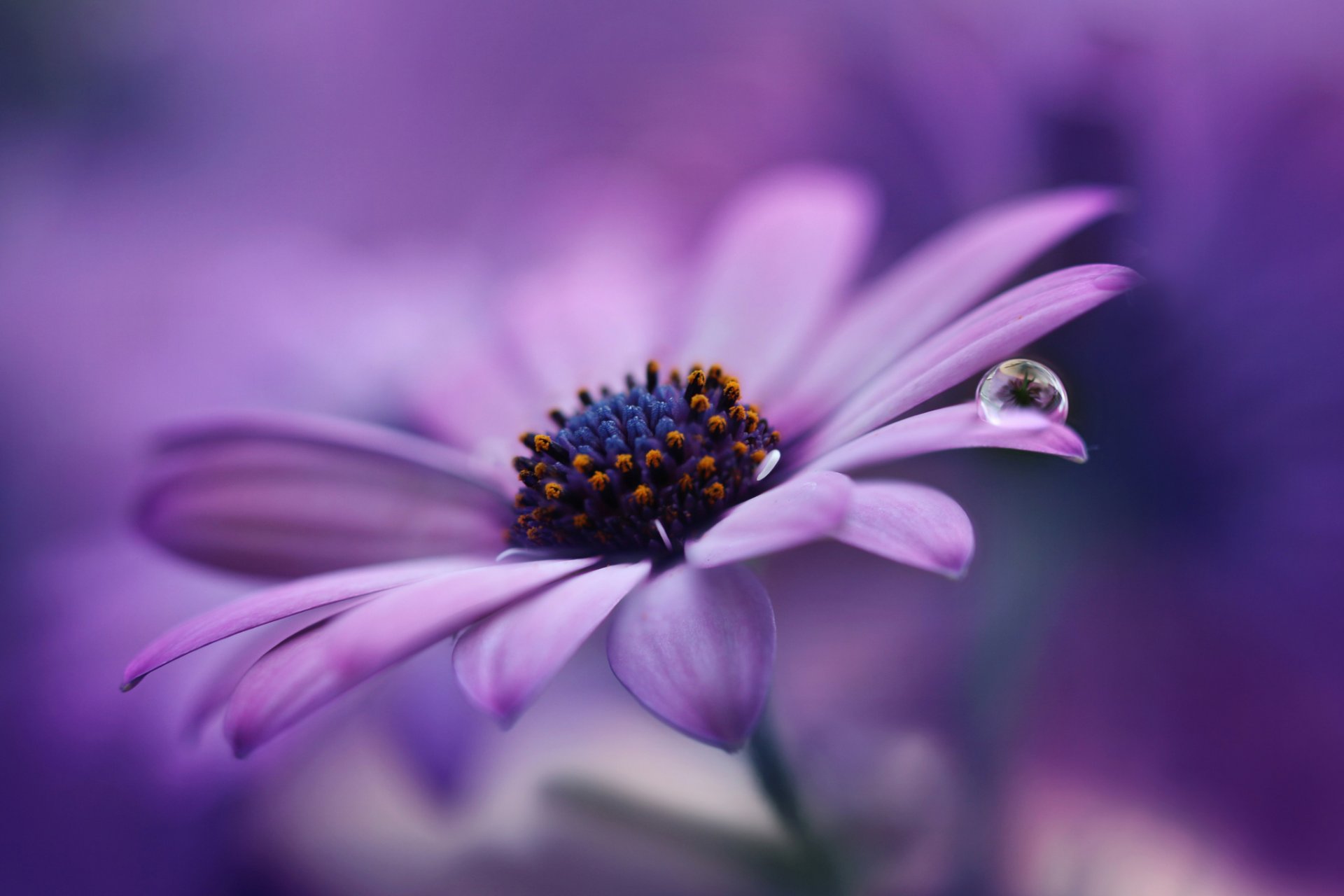 marguerite lilas fleur pétales gouttelette macro violet fond