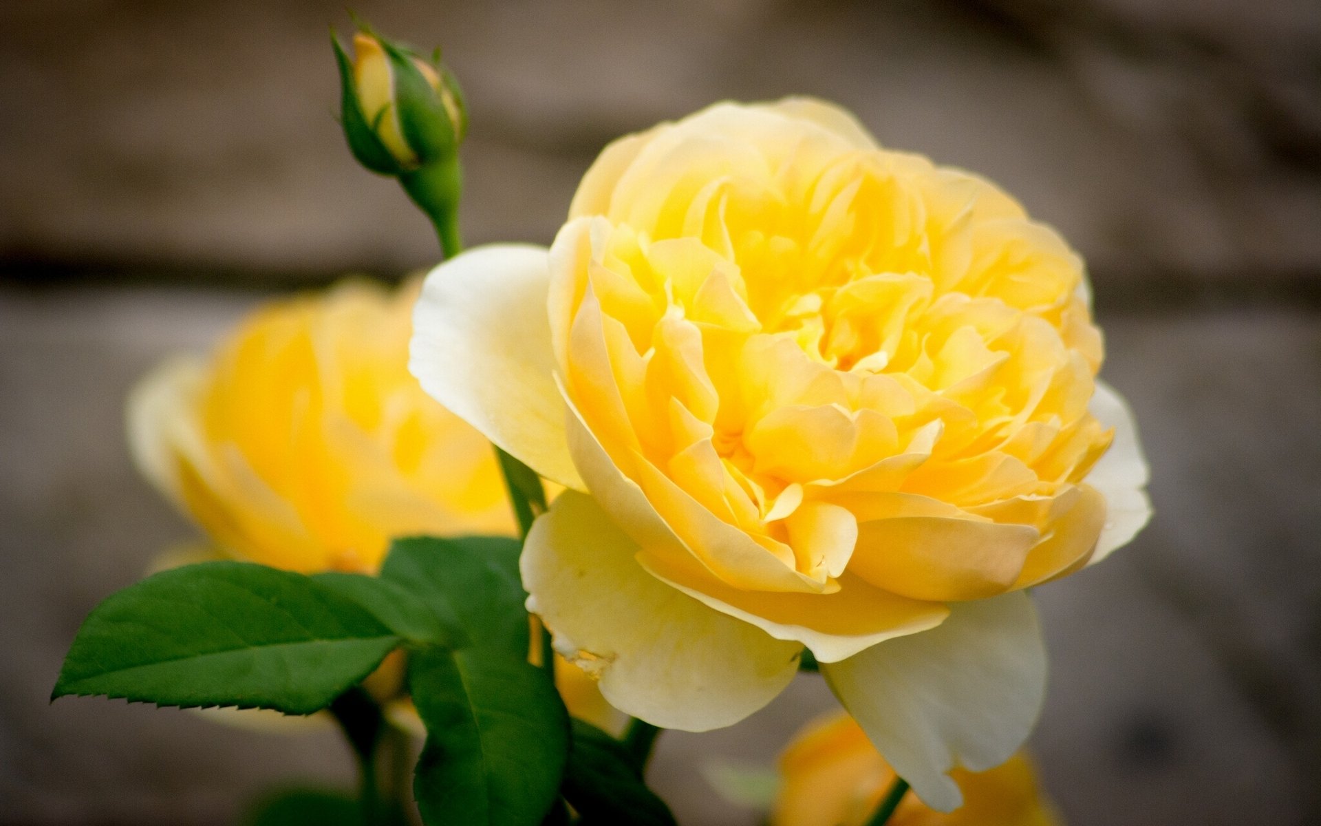 rose jaune pétales bourgeon gros plan