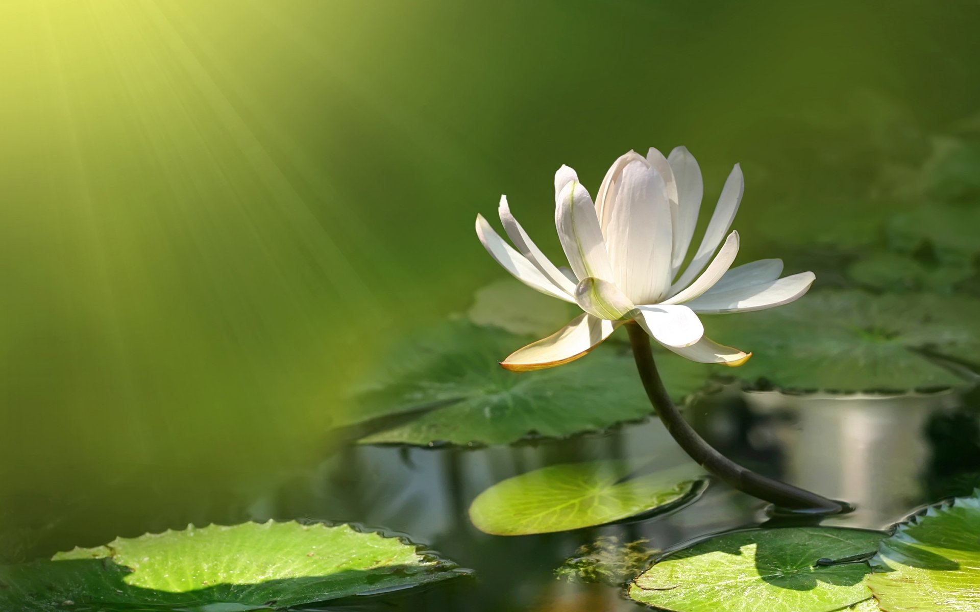 loto lirio de agua flor agua libra estanque