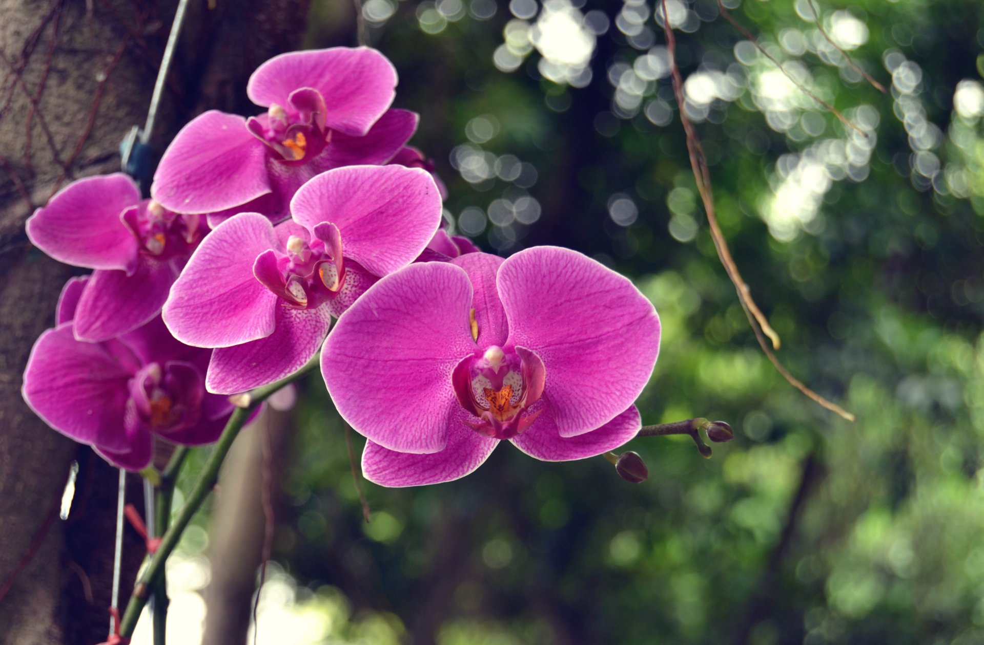 orchid flowers branch tree bokeh foliage