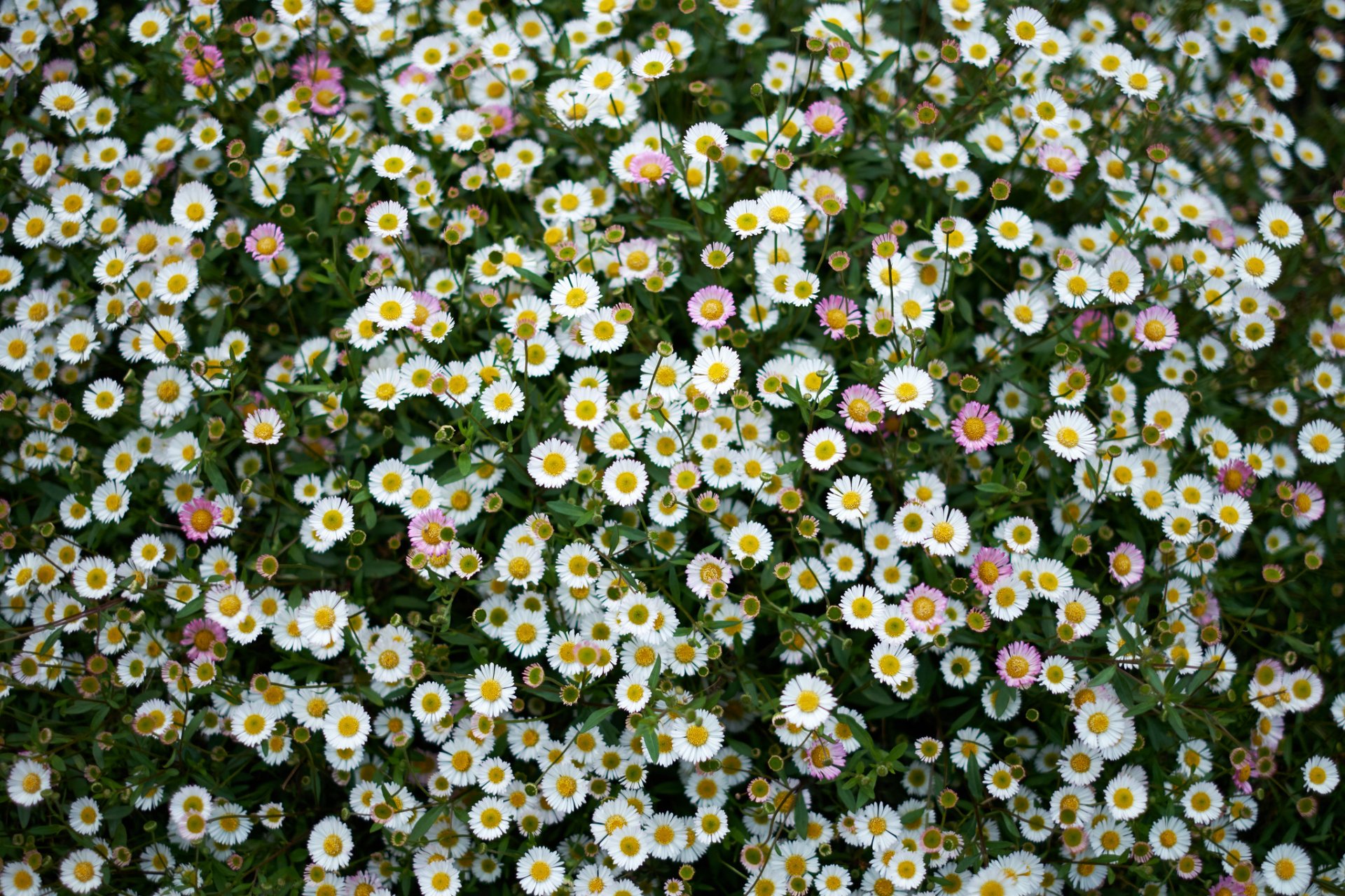 chamomile meadow