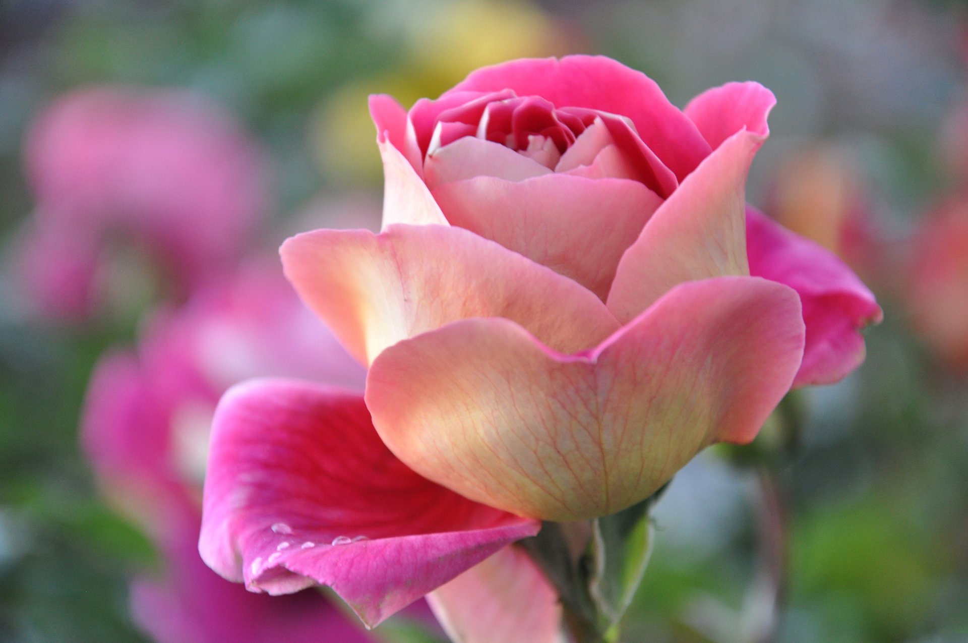 rosa petali bocciolo macro natura