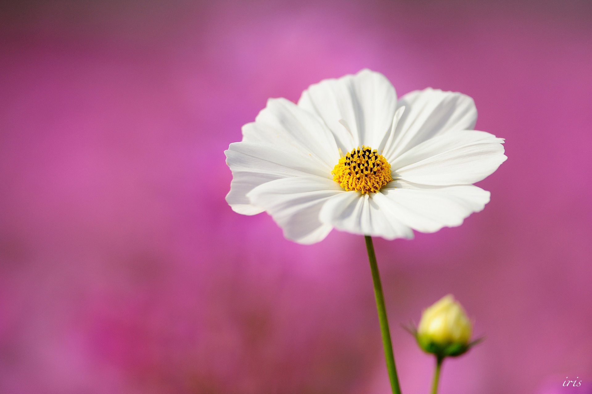 makro kosmea kosmos blume weiß