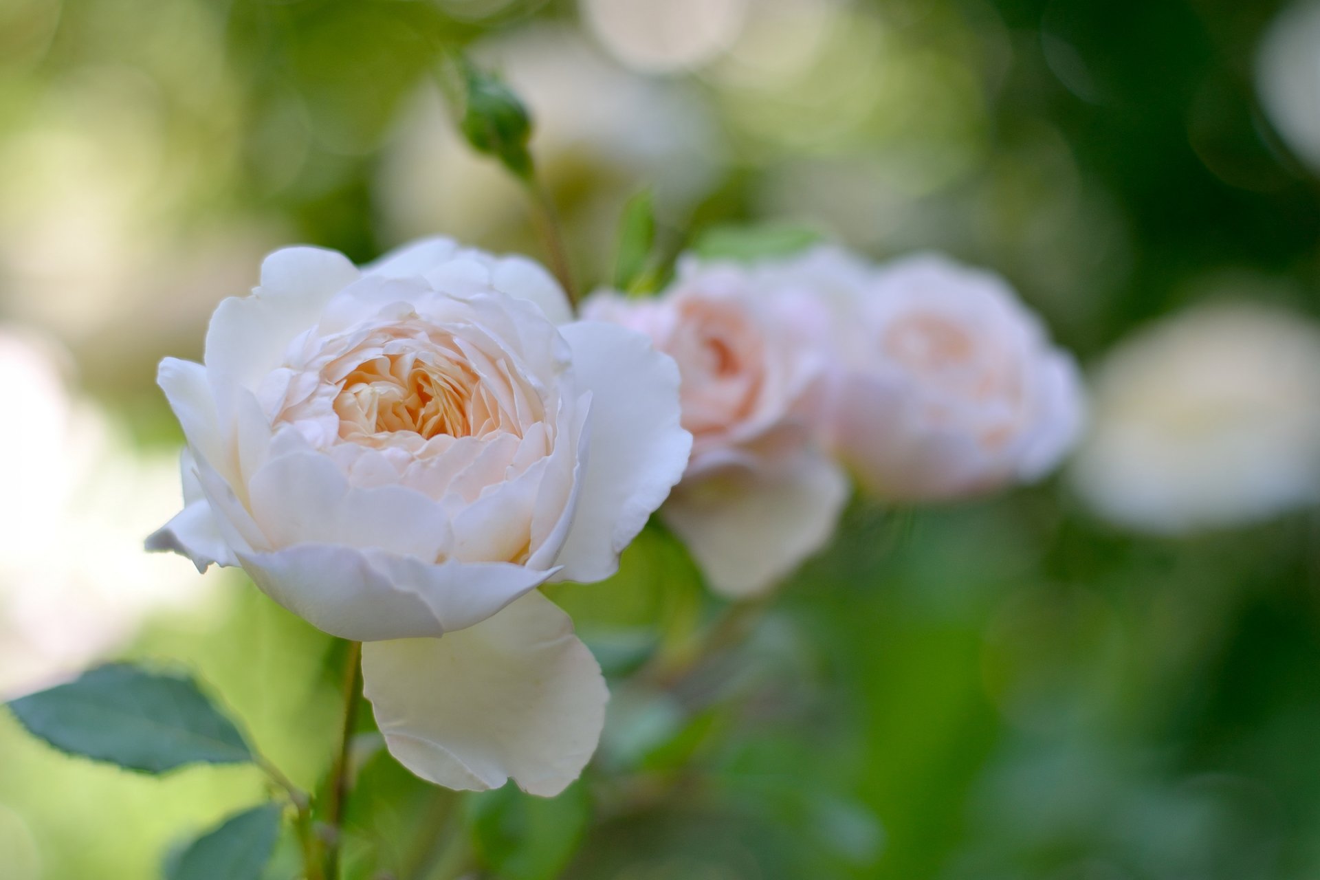 rose blume sanft blätter natur garten