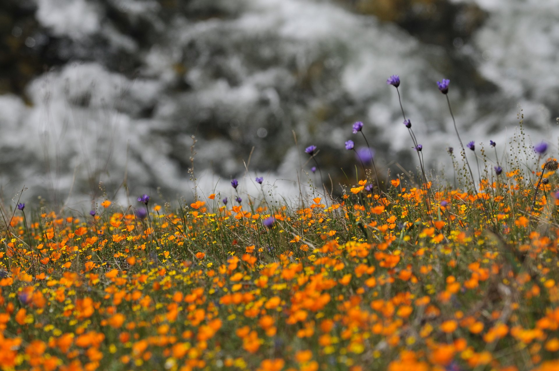 fleurs sauvages nature fleurs bleuets lilas jaune