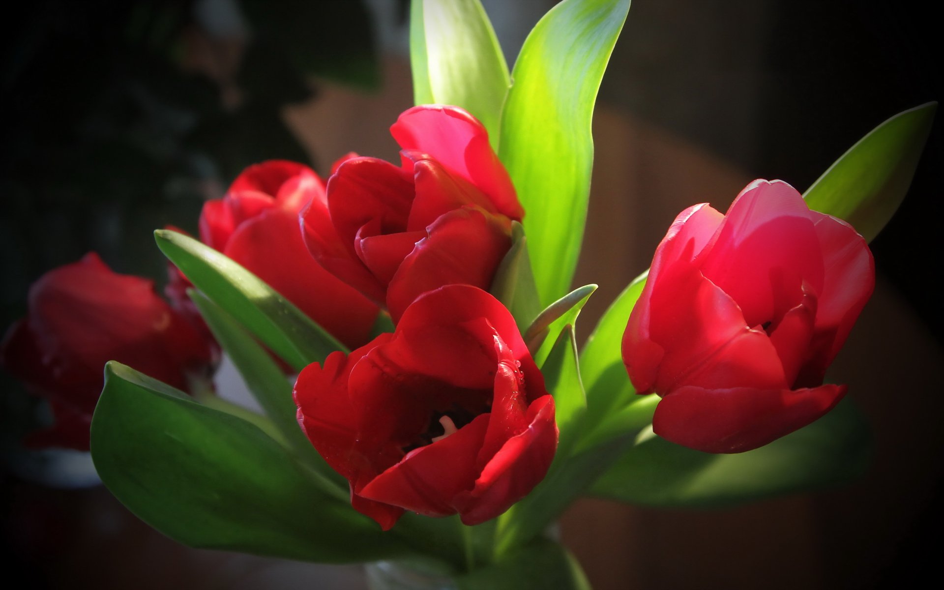 blumen makro tulpen