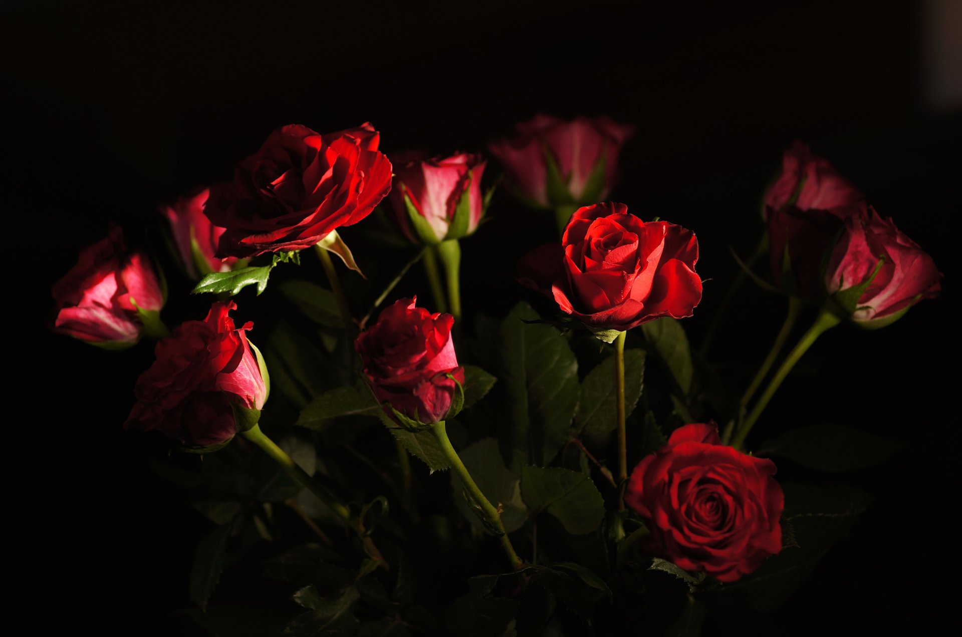 roses bourgeon pétales bouquet lumière