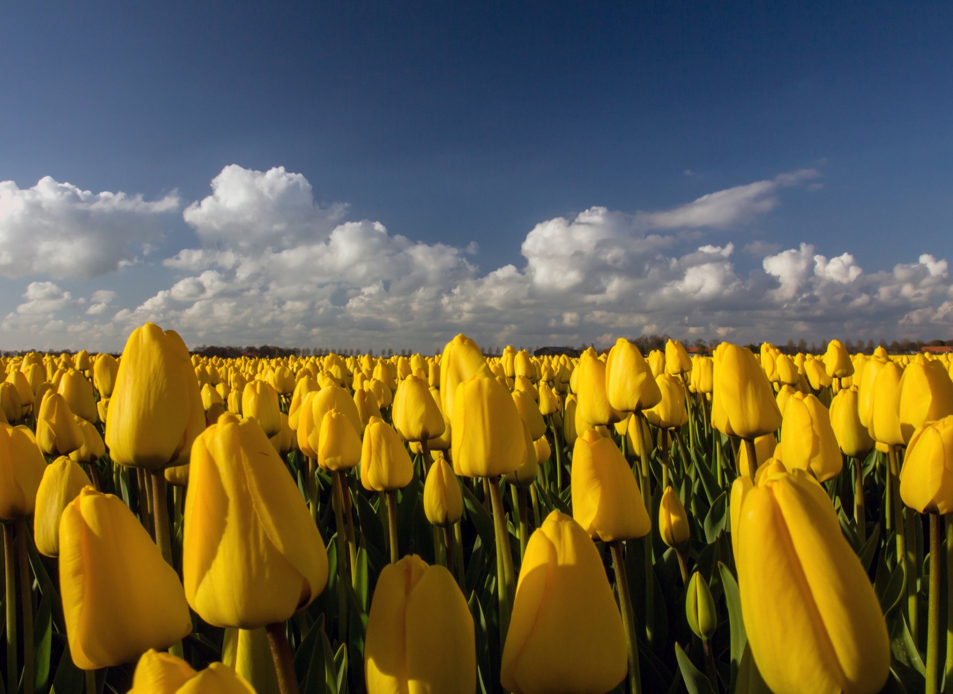 tulipany żółte kwiaty pole plantacja