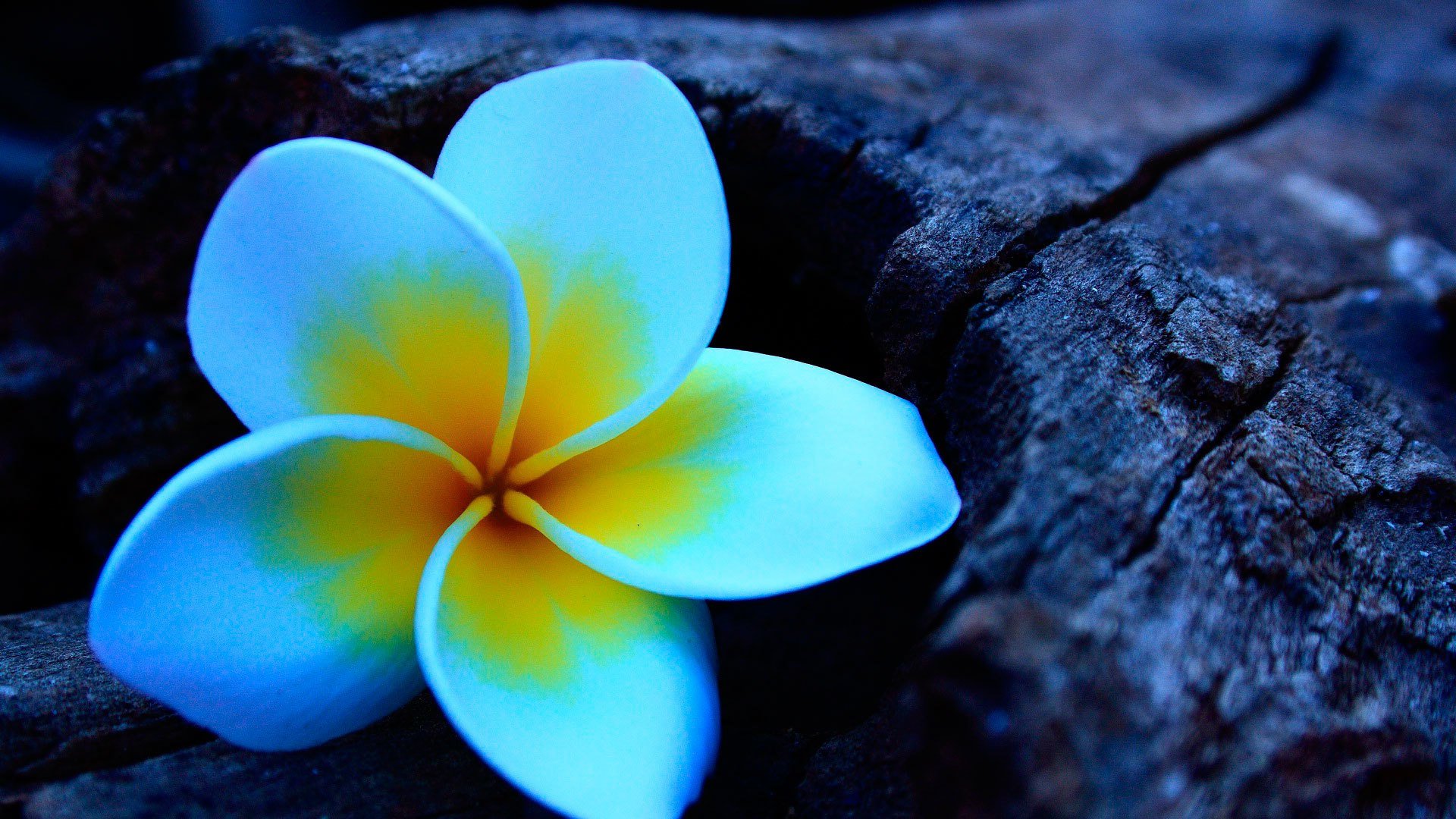 plumeria frangipani flor madera