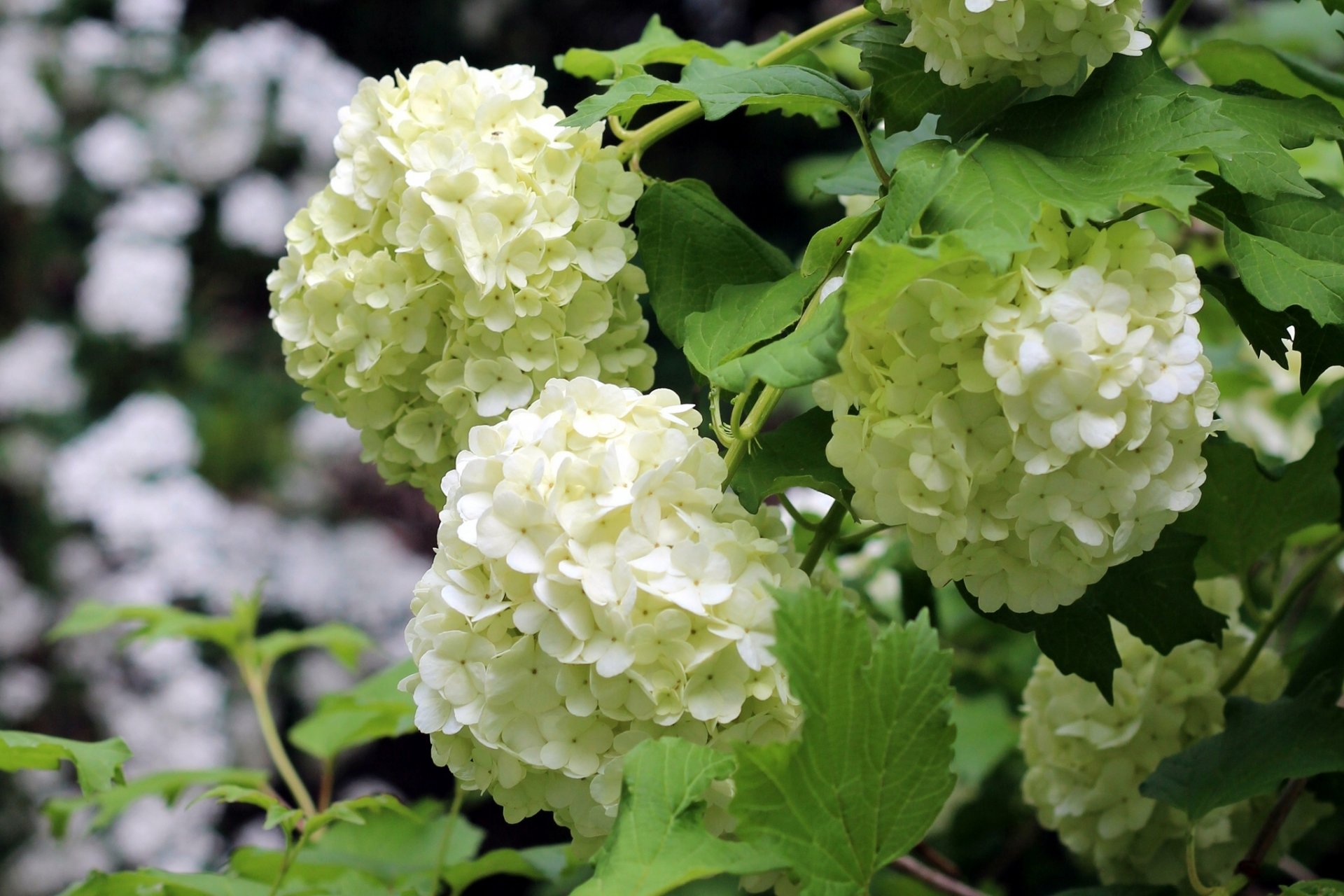 hortensia inflorescencias macro