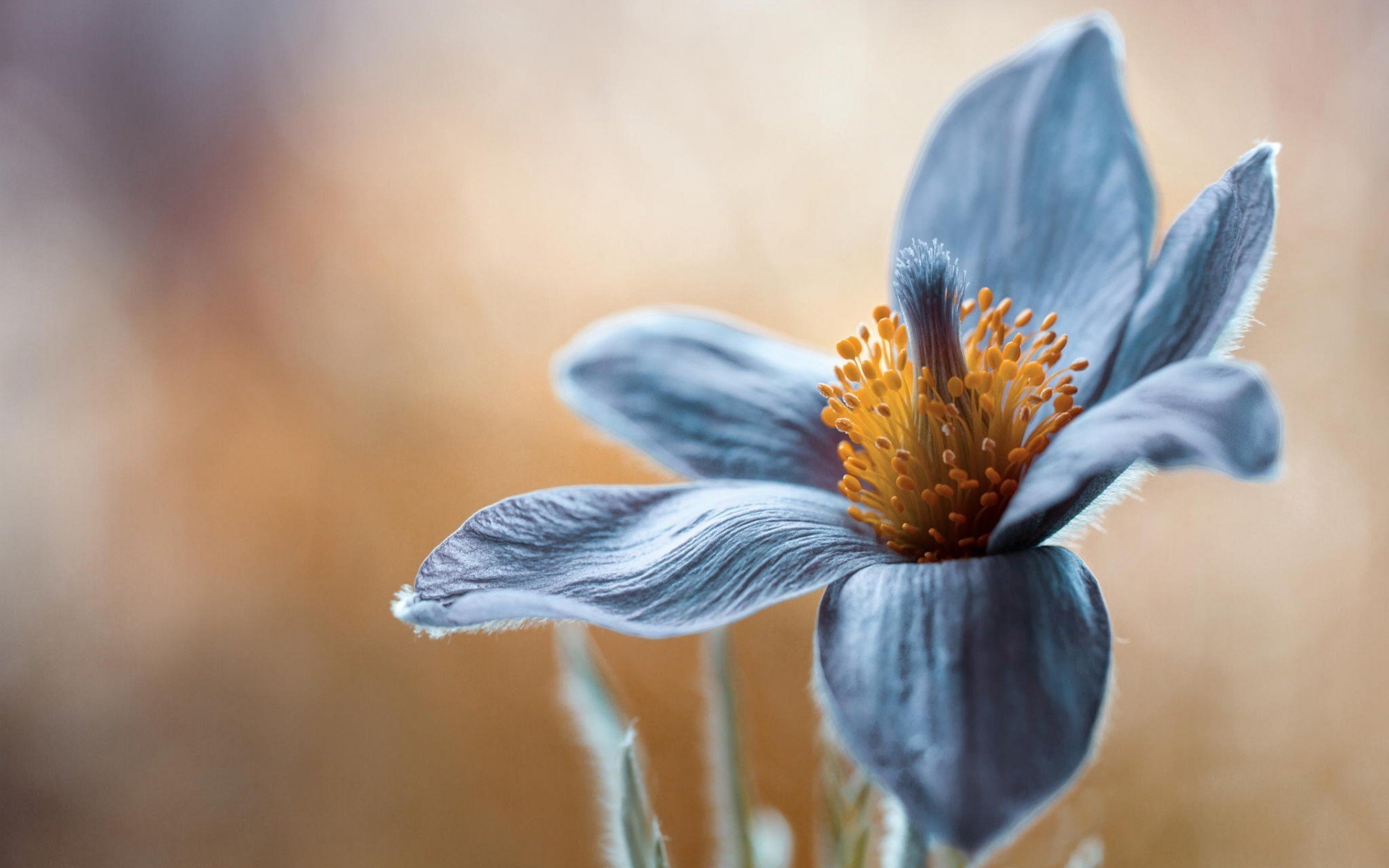 flor macro cerca