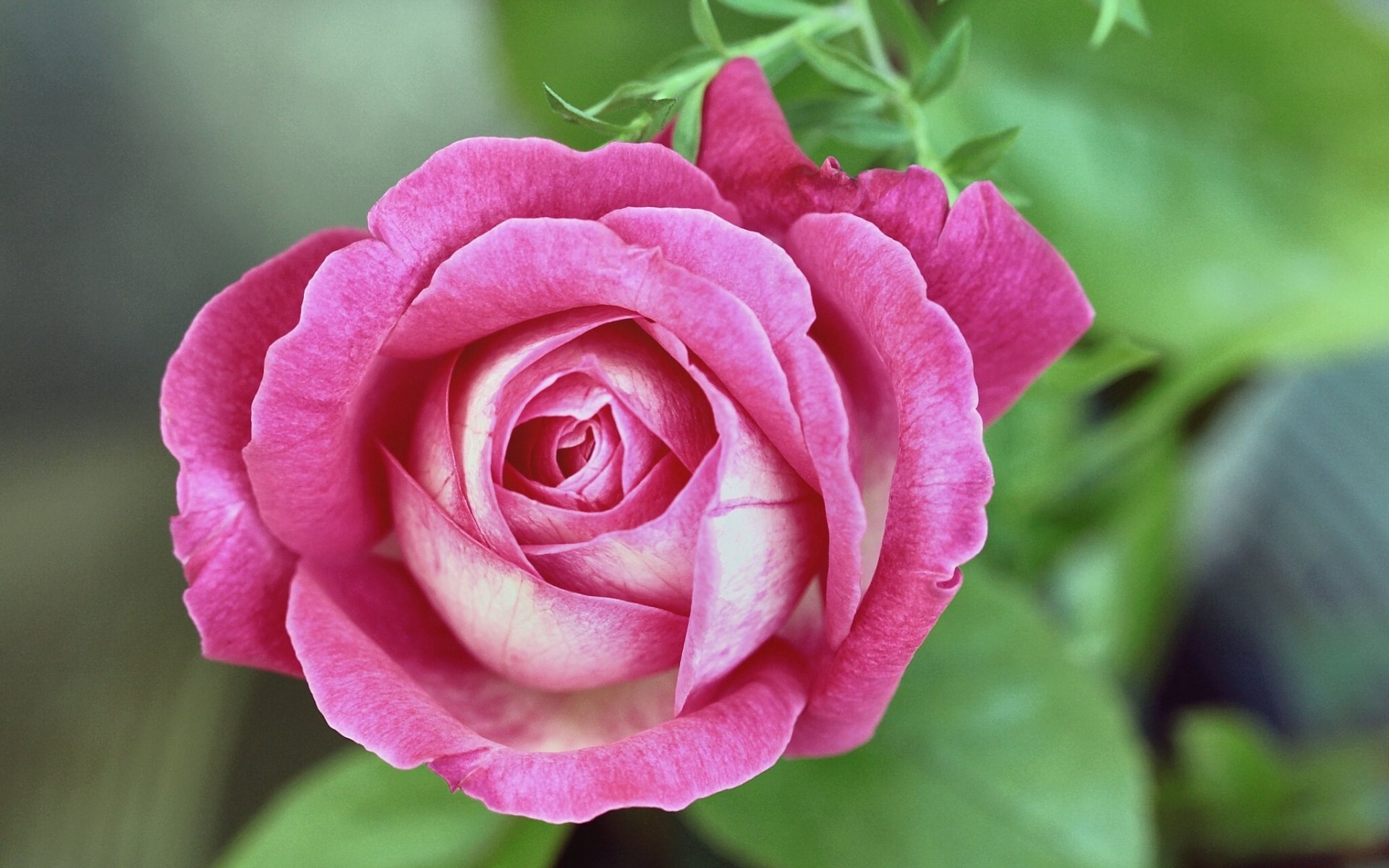 rose bud close up