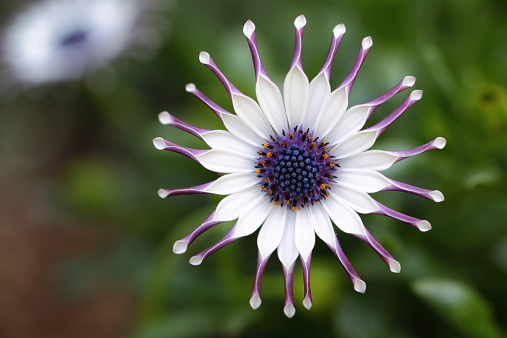 gänseblümchen afrikanisch blume weiß lila blütenblätter makro fokus