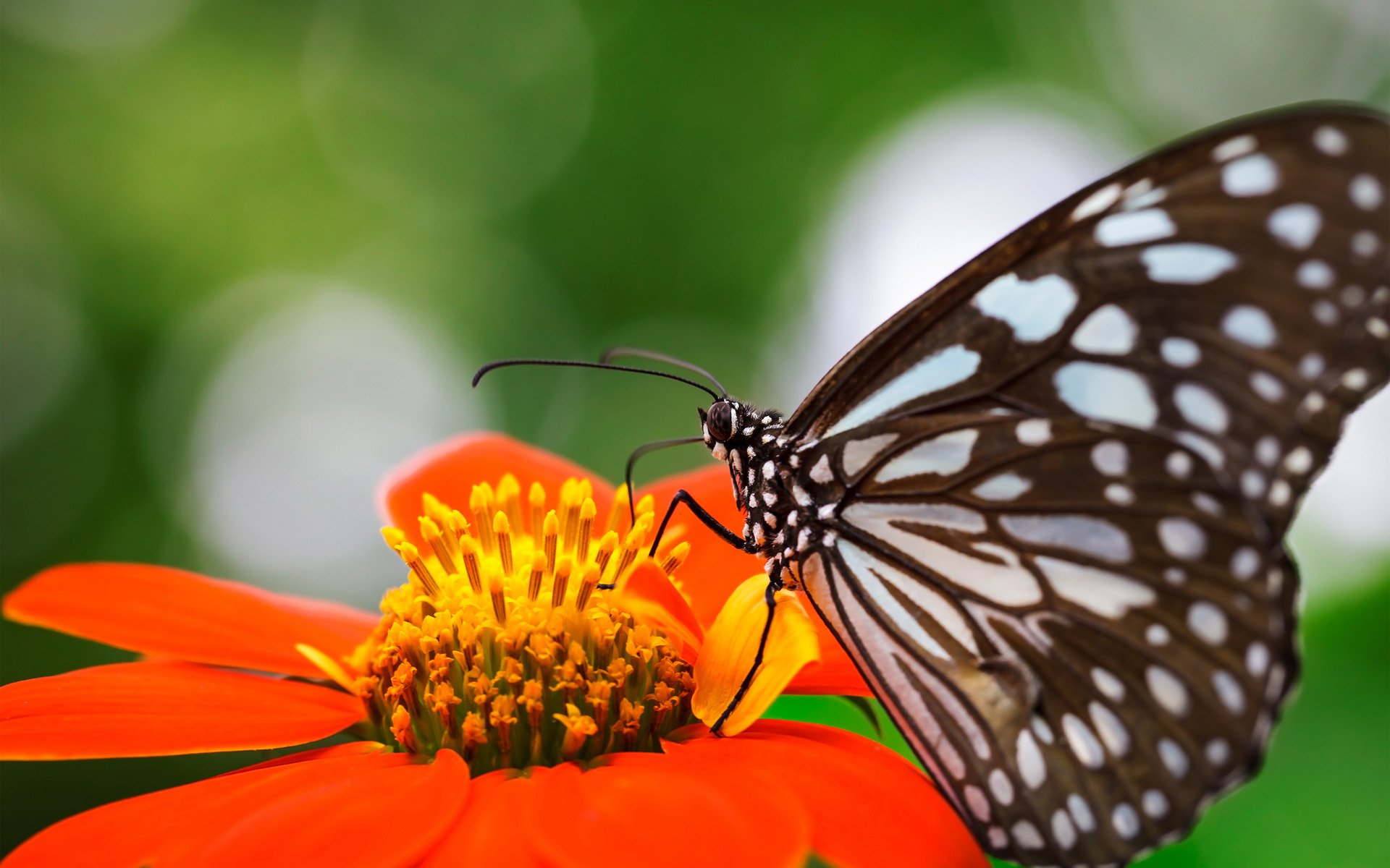 blume fokus schmetterling flügel fleck orange insekt natur