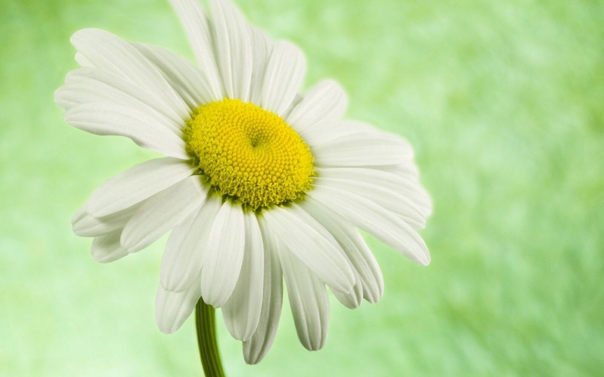 daisy flower beautiful