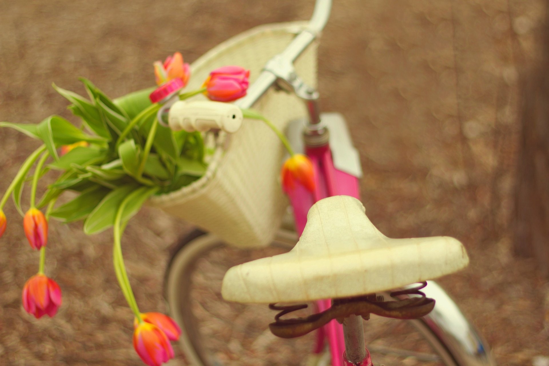 fahrrad blumen blumenstrauß tulpen