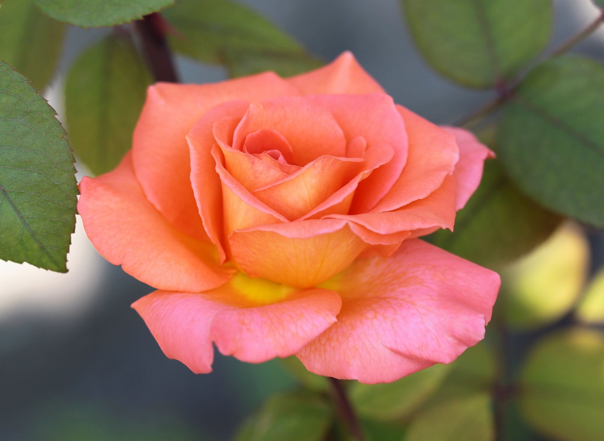 rose gelb-rosa blätter hintergrund