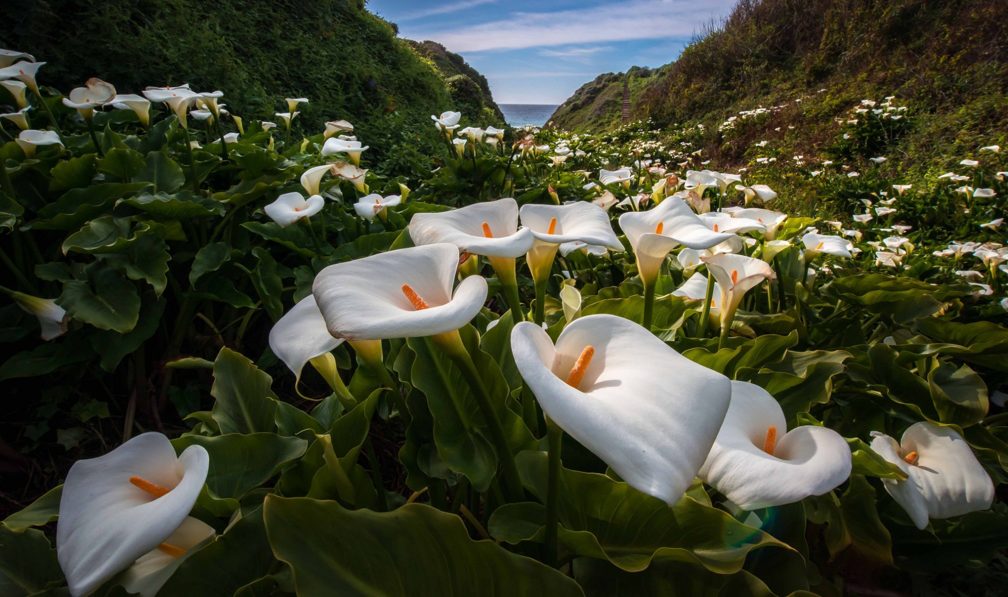 himmel berge meer blumen calla