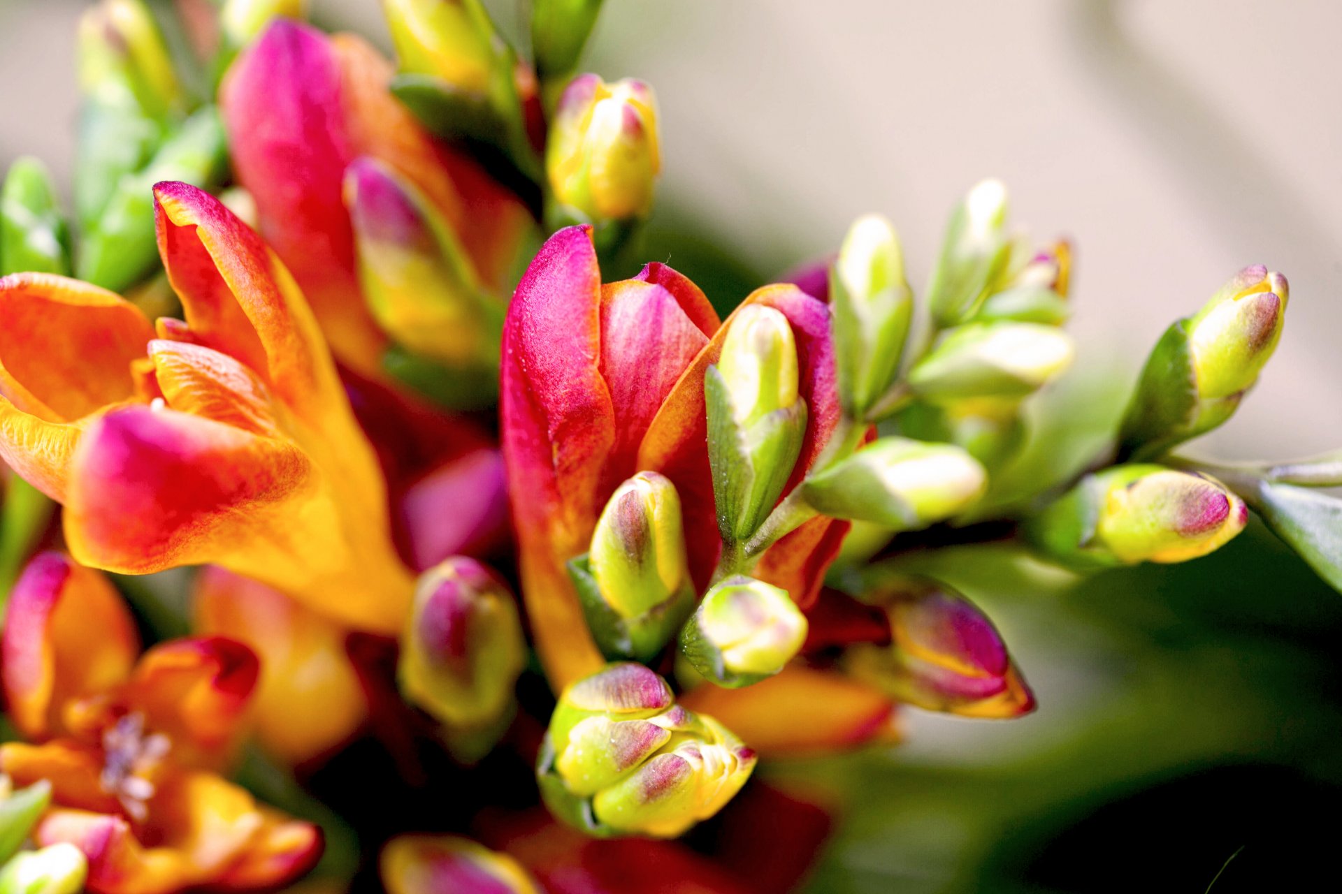 freesien blumen makro blumenstrauß