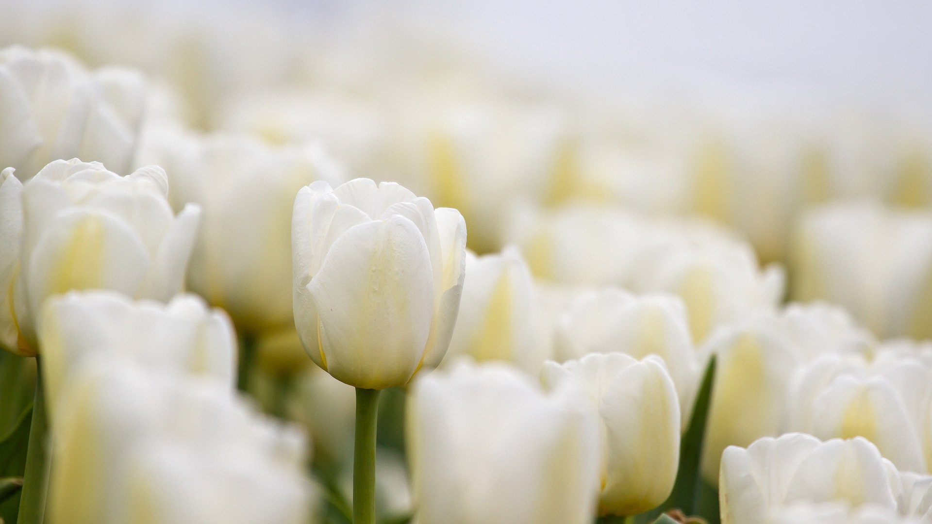 blumen tulpen natur makro