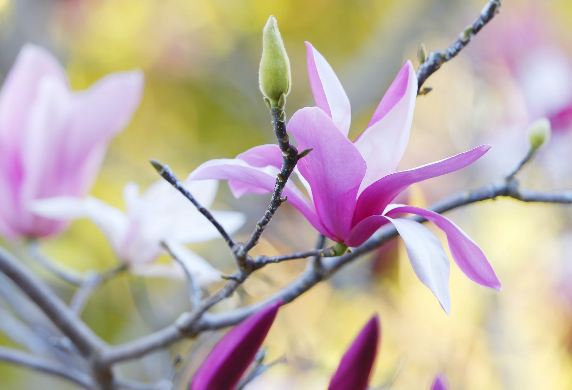 albero ramo magnolia petali primavera natura
