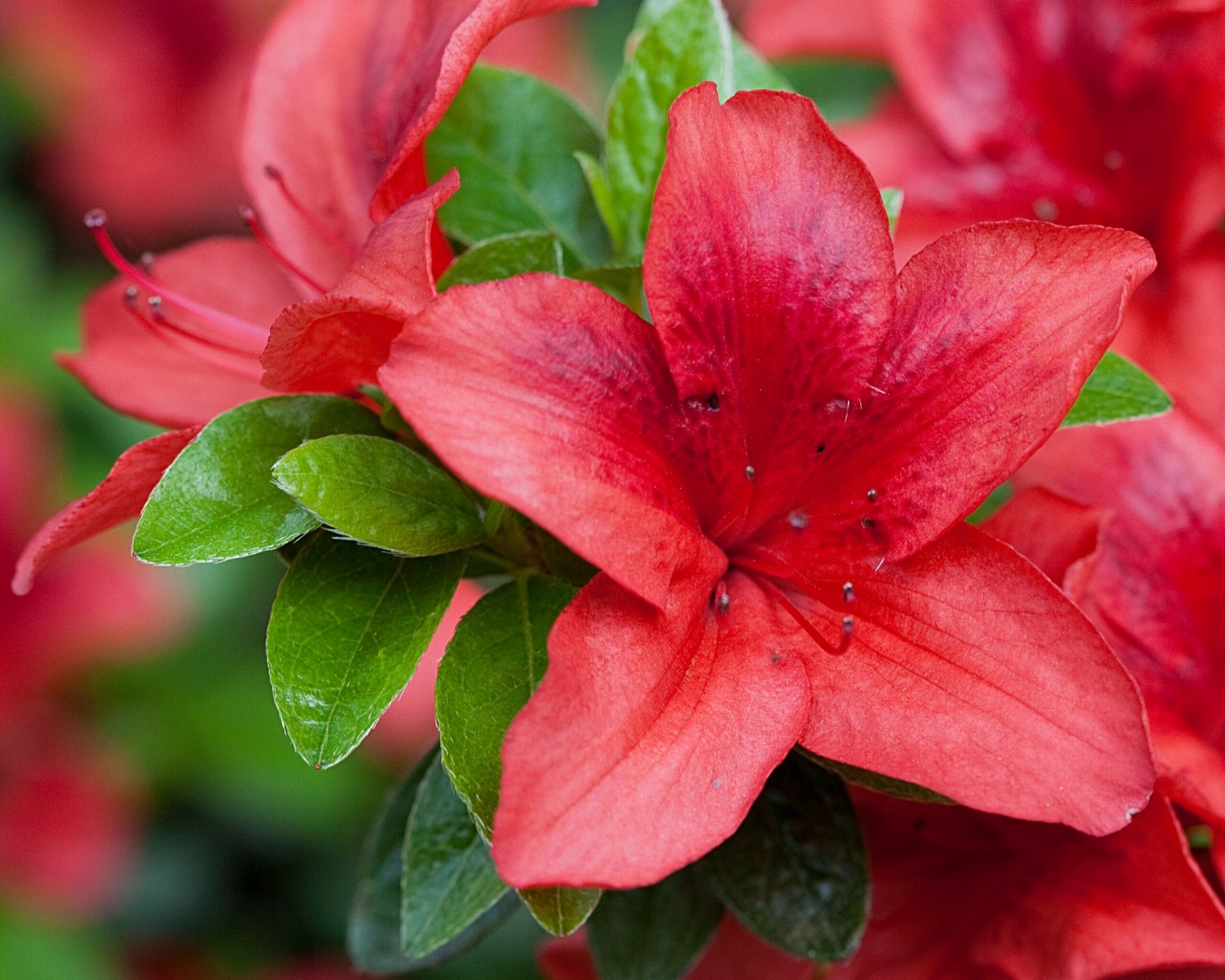 rhododendron azalea close up
