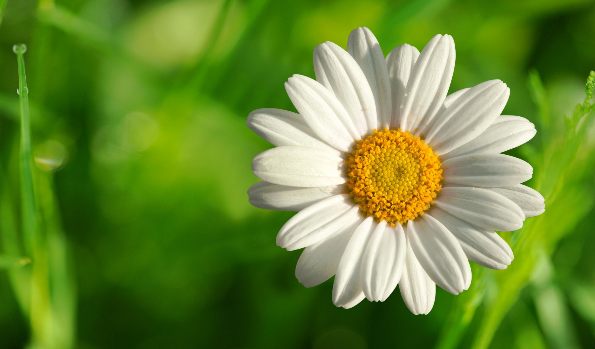 sommer blume kamille