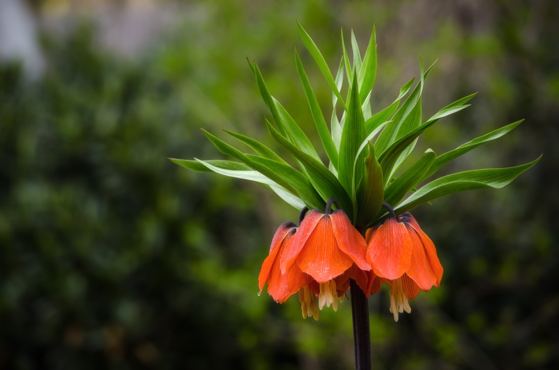 kaiserliche heuschrecke blume feld glocken orange fokus