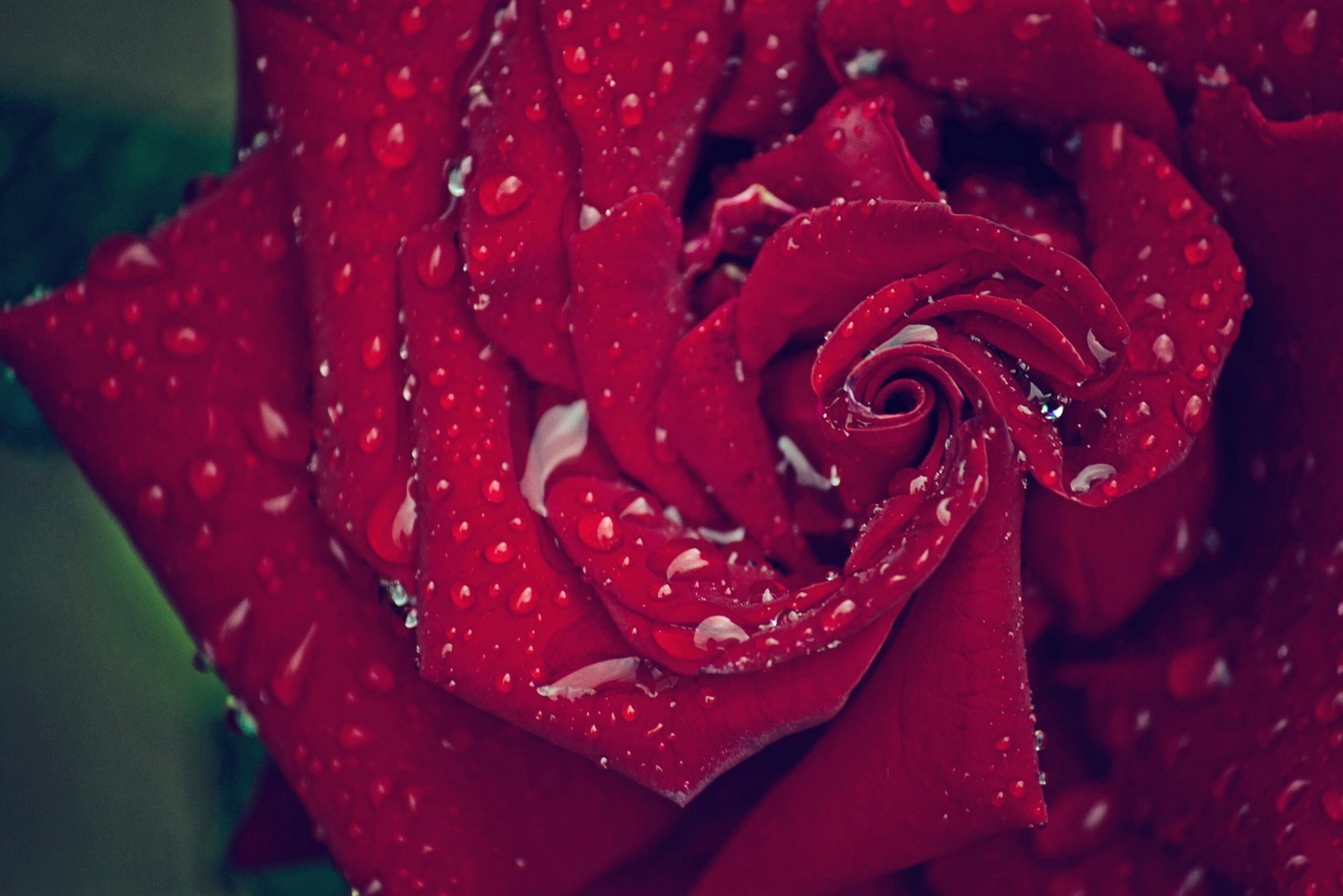 rose pétales gouttes gros plan