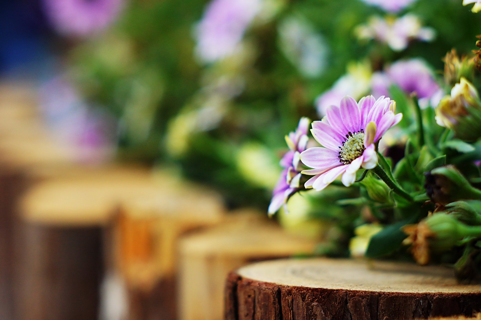 kwiaty różowo-liliowy tło rozmycie bokeh