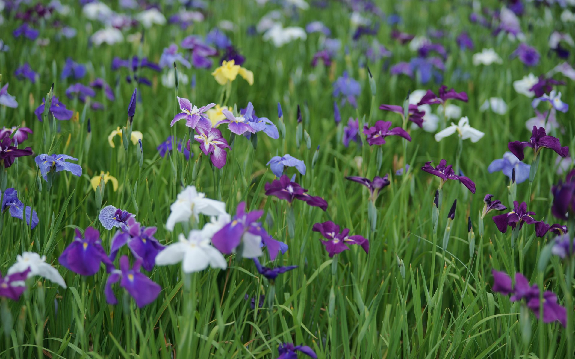 lichtung iris gefärbt feld sommer flieder weiß