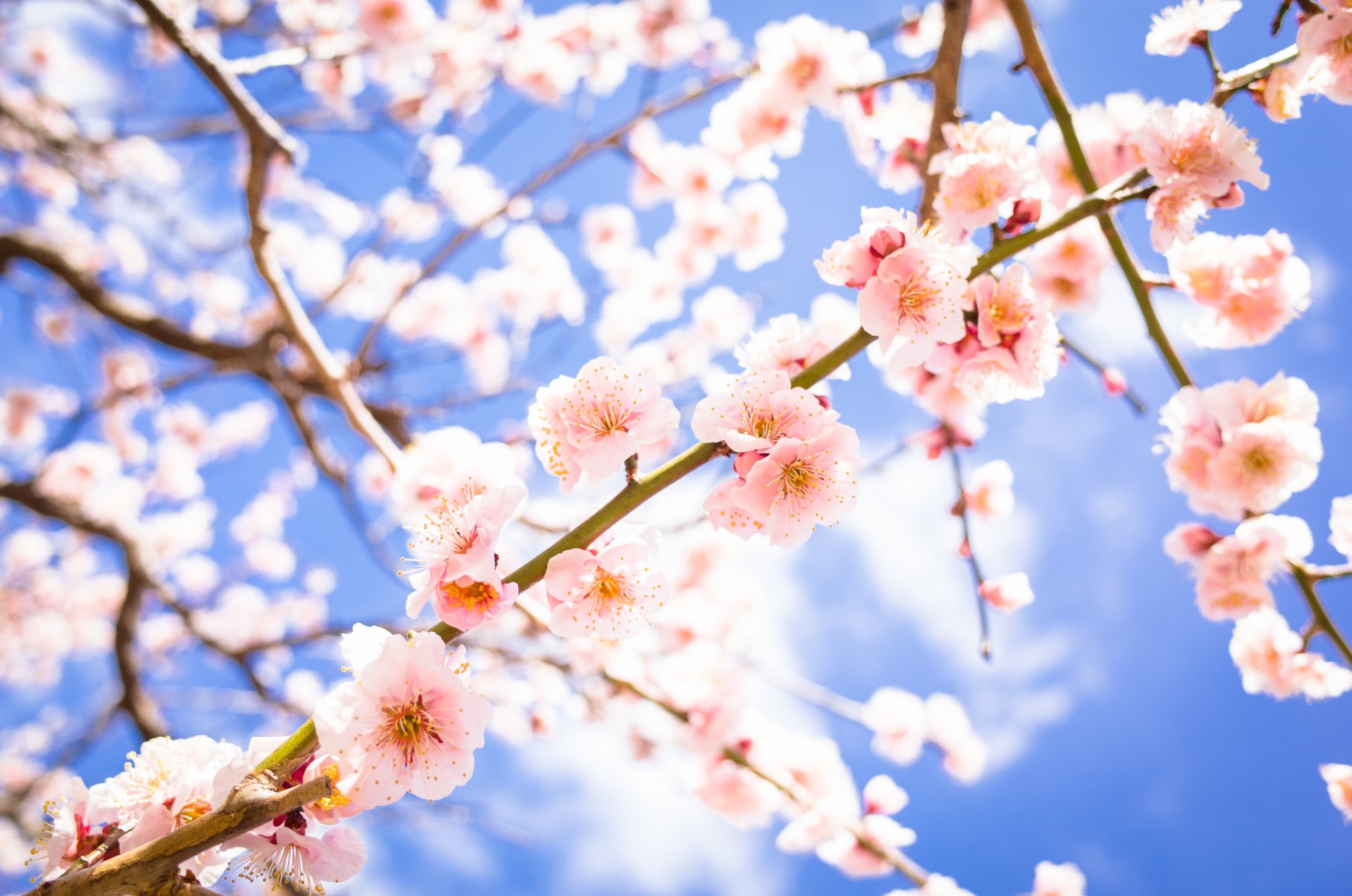 branches flower bloom spring drain