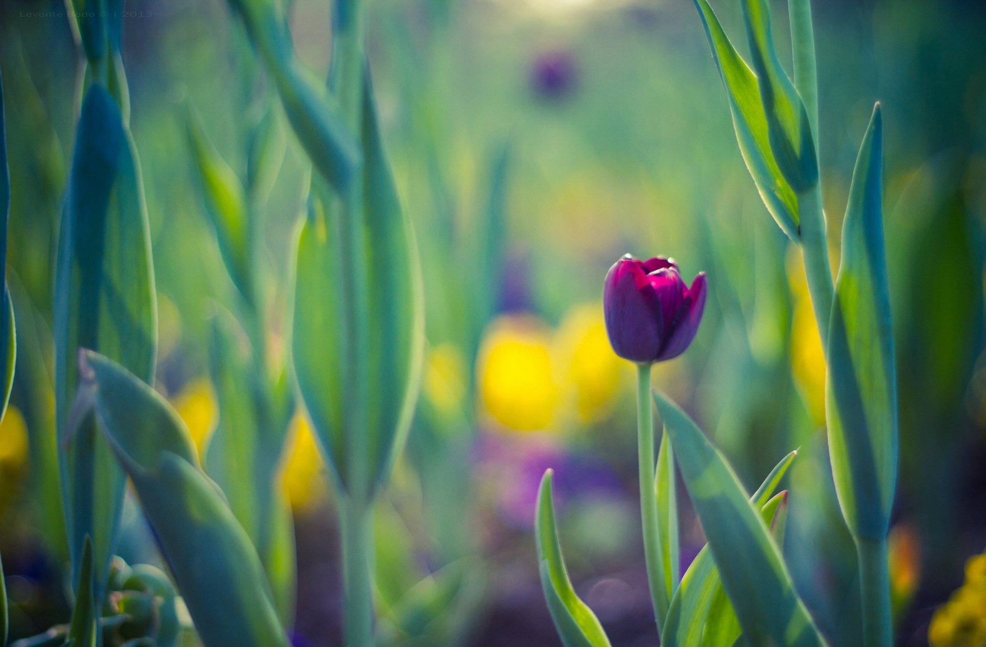 printemps feuilles fleur tulipe violet fond