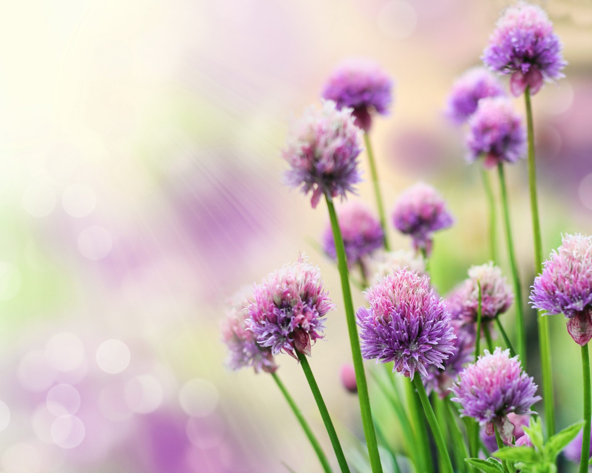 flower purple rays reflection