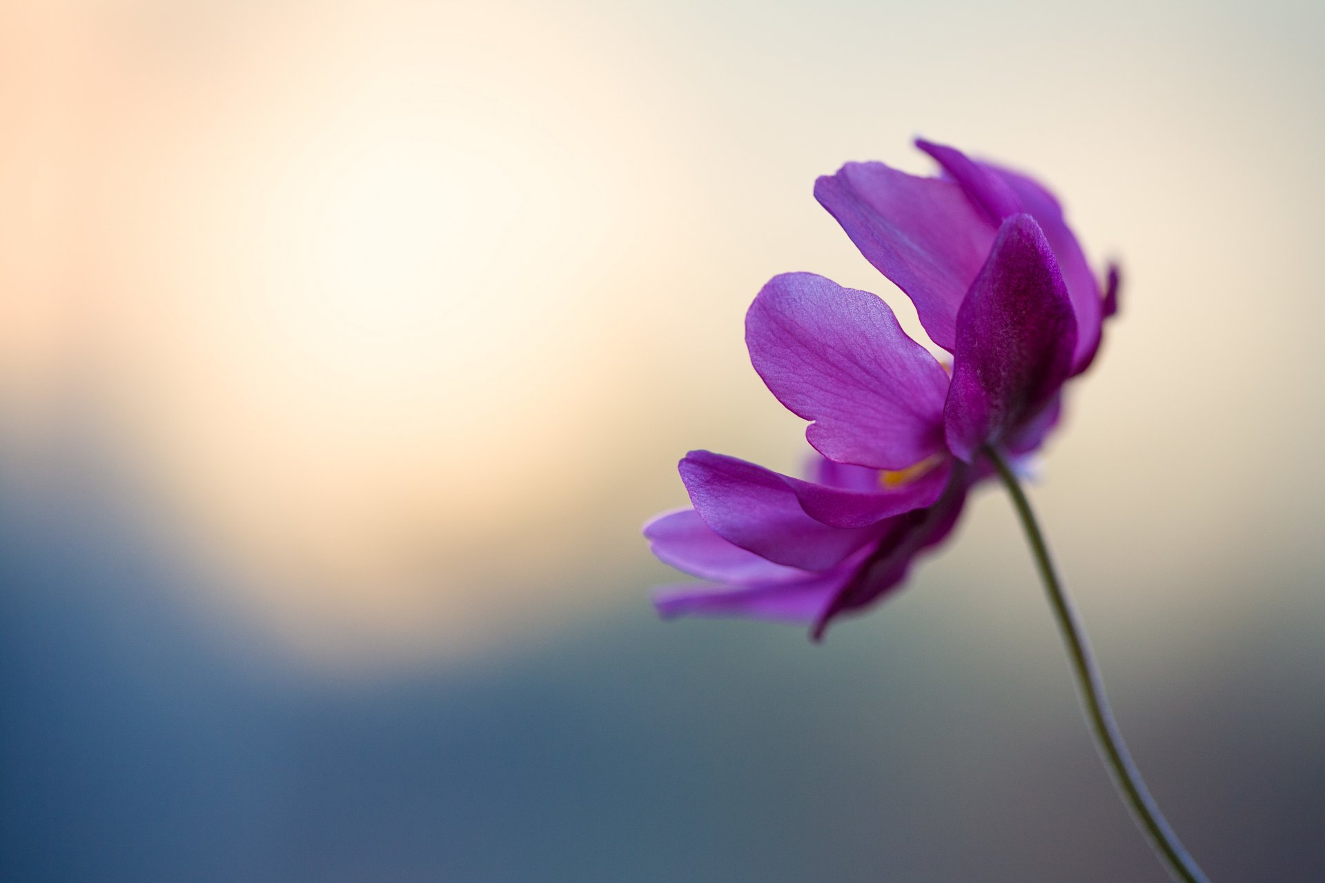 blume lila zart blütenblätter stiel bokeh lila blau wettbewerb hd