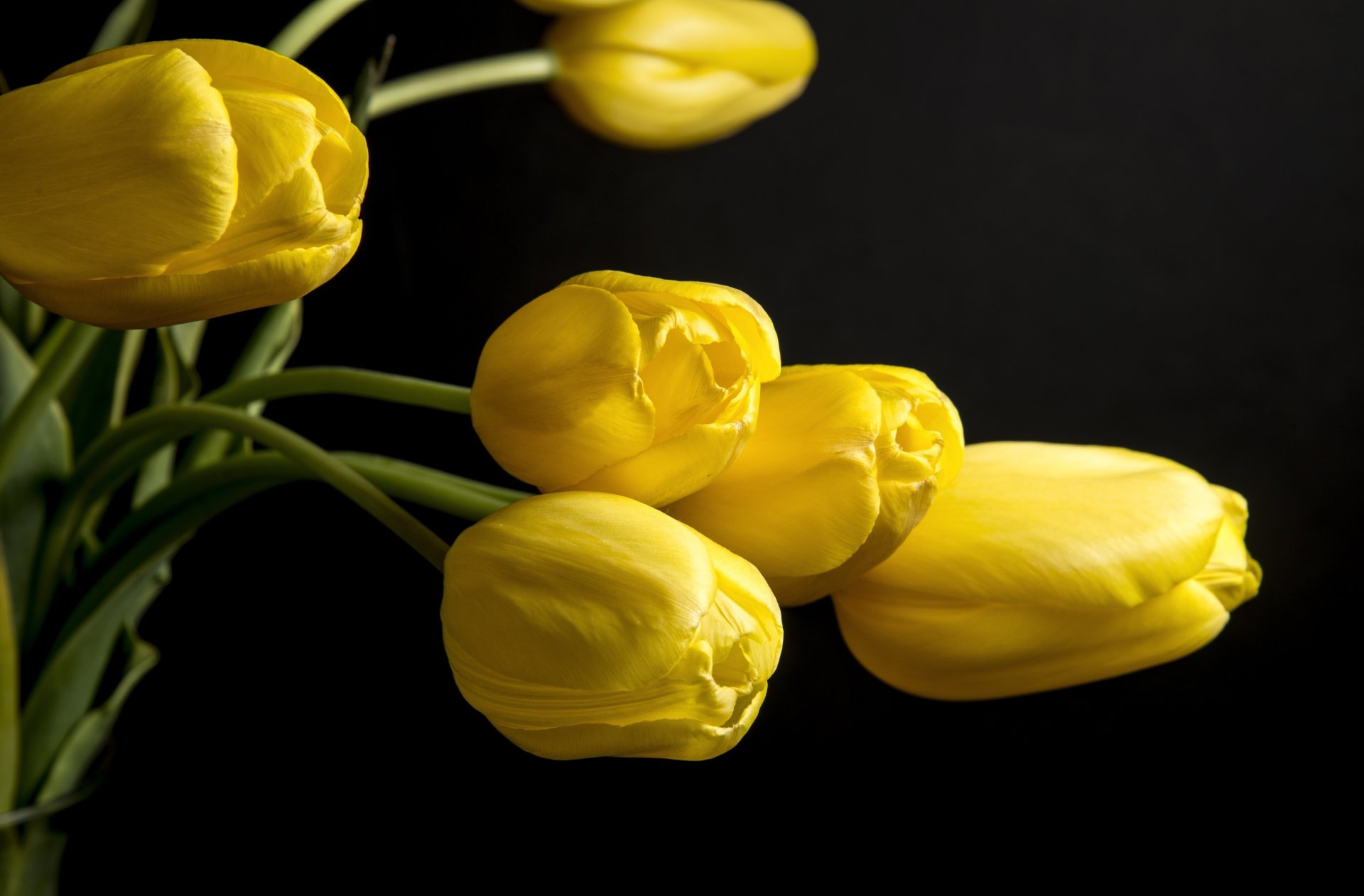 tulipanes flores pétalos amarillo fondo negro