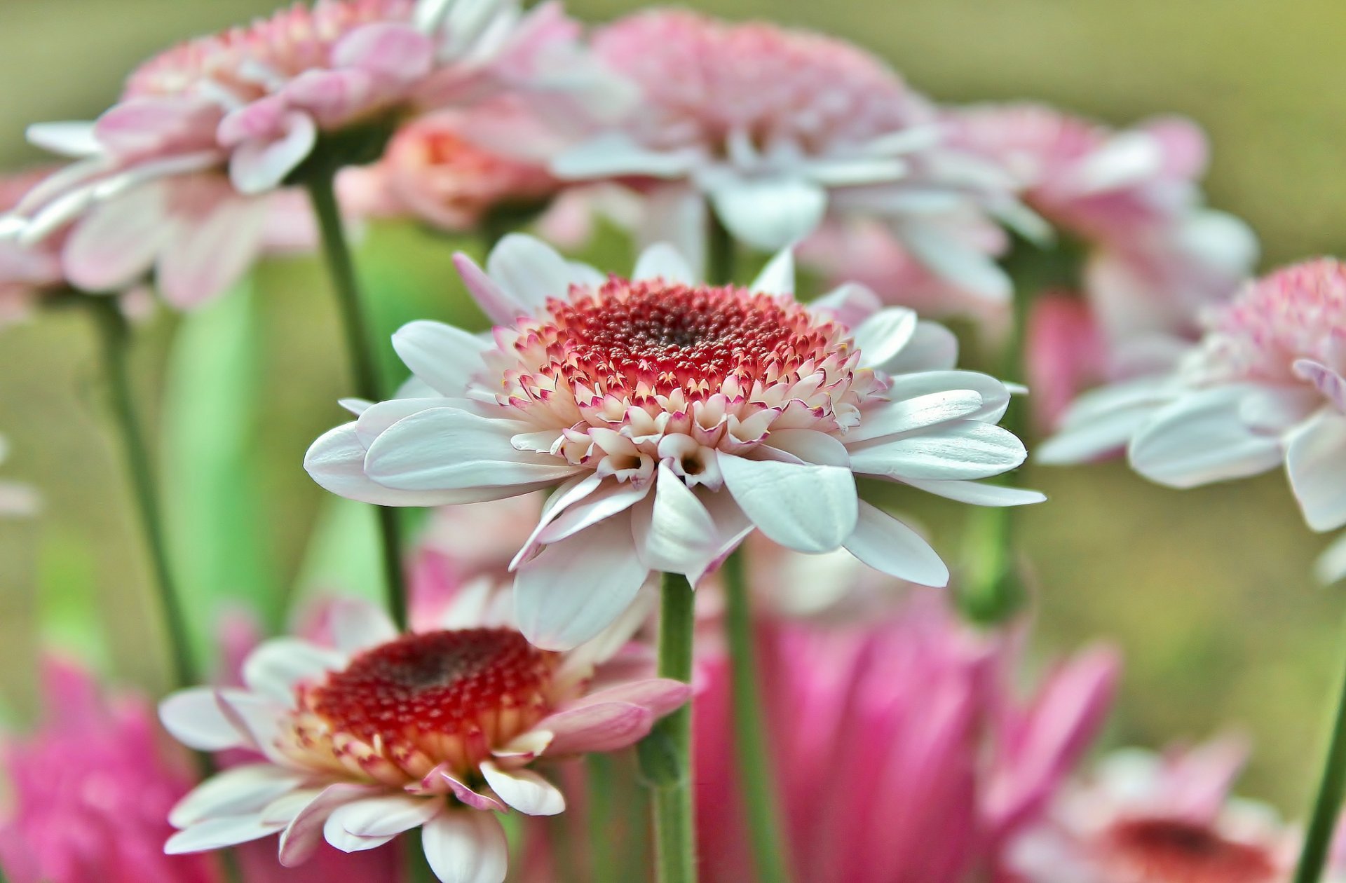 gerbera petals close up